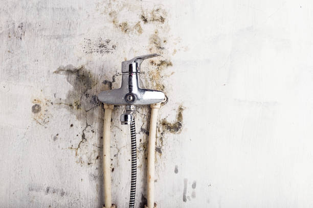 Best Home Mold Removal  in Royersford, PA