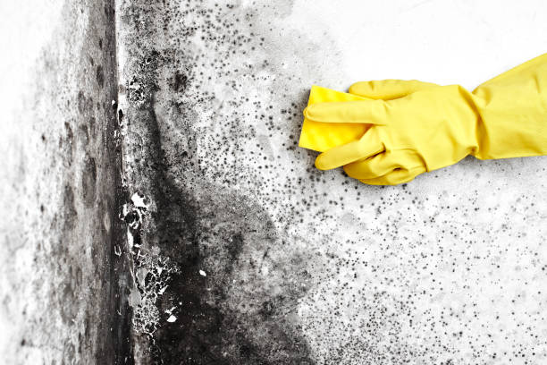 Best Residential Mold Removal  in Royersford, PA