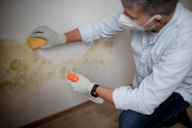 Best Mold Removal and Inspection  in Royersford, PA