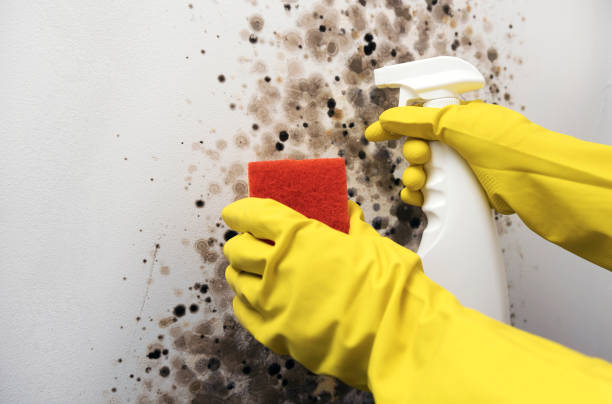Home Mold Removal in Royersford, PA