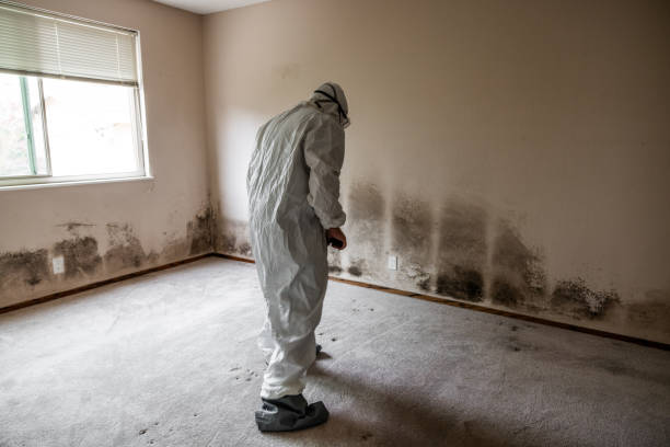 Professional Mold Removal in Royersford, PA