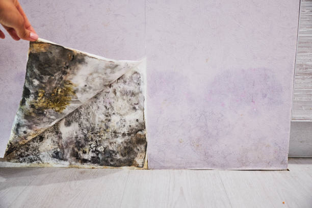 Best Affordable Mold Removal  in Royersford, PA